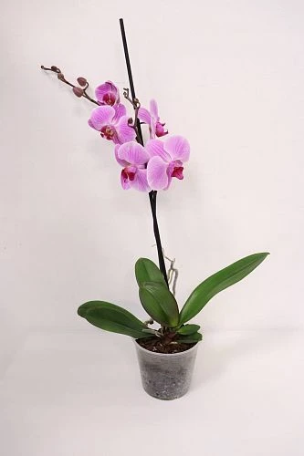 Фаленопсис - Микс 1 Так А2 (Phalaenopsis Mix 1 Tak A2), ЕС 60 12.0
